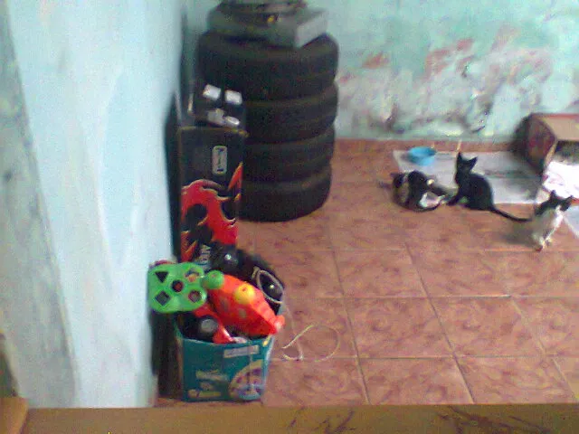 Gato ra a  idade 2 a 6 meses nome Sem Nome