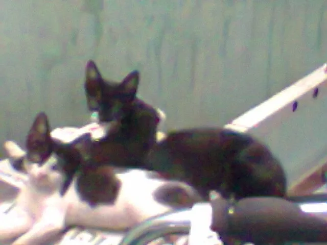 Gato ra a  idade 2 a 6 meses nome Sem Nome