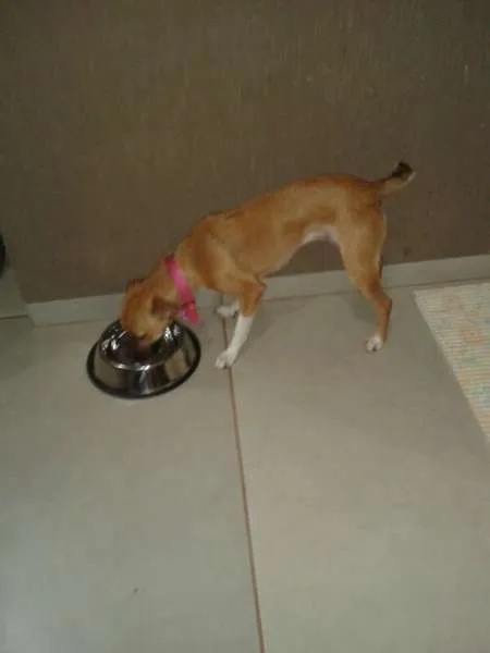 Cachorro ra a não sei idade 1 ano nome não sei