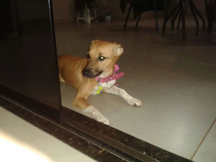 Cachorro ra a não sei idade 1 ano nome não sei