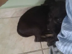 Cachorro raça SRD idade 2 a 6 meses nome Lara