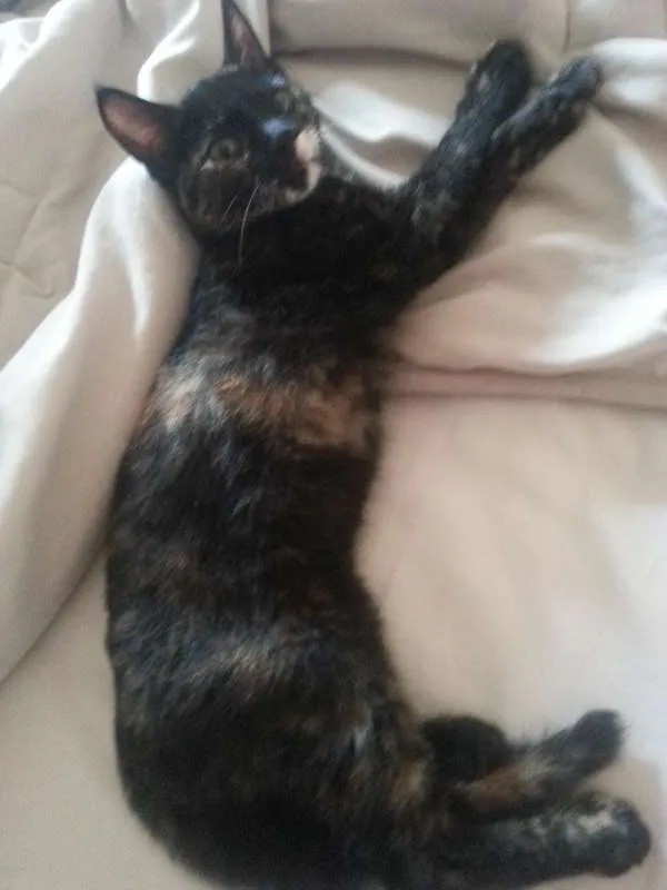 Gato raça vira lata idade 2 a 6 meses nome Lua