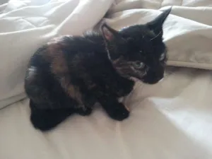 Gato raça vira lata idade 2 a 6 meses nome Lua