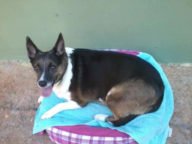 Cachorro ra a SRD idade 5 anos nome Rosinha