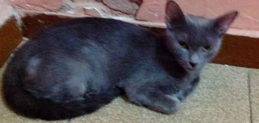 Gato ra a  idade 1 ano nome Luna