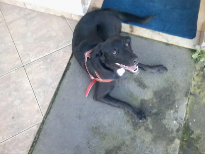 Cachorro raça SRD idade 7 a 11 meses nome Dita