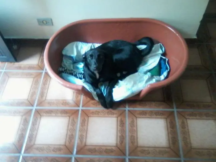 Cachorro raça SRD idade 7 a 11 meses nome Dita
