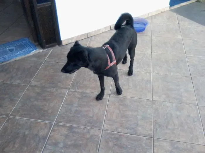 Cachorro raça SRD idade 7 a 11 meses nome Dita