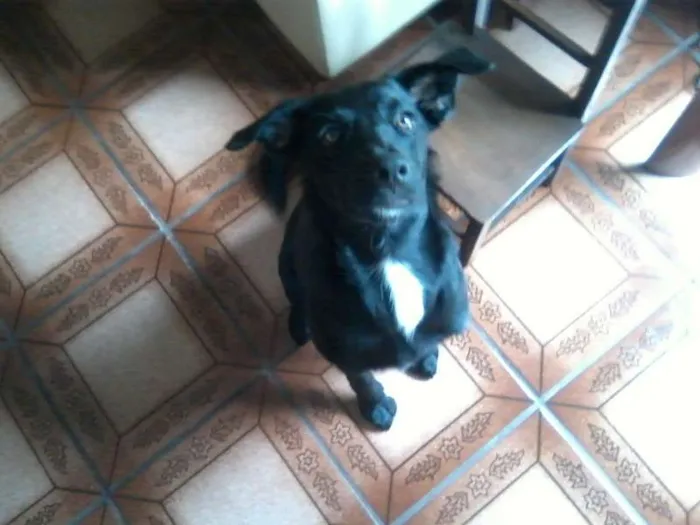 Cachorro raça SRD idade 7 a 11 meses nome Dita