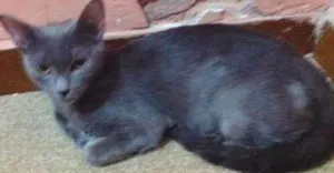 Gato raça  idade 1 ano nome Luna