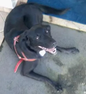 Cachorro raça SRD idade 7 a 11 meses nome Dita