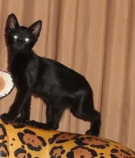 Gato raça SRD idade 2 a 6 meses nome Holiday
