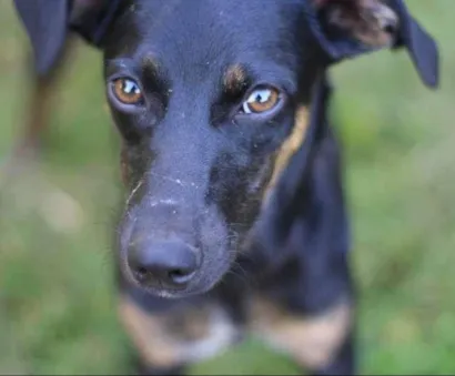 Cachorro raça Vira-lata idade 2 anos nome Morena
