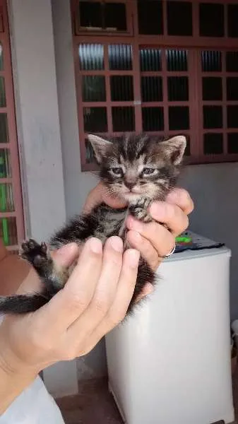 Gato raça vira- lata idade Abaixo de 2 meses nome Ferrugem