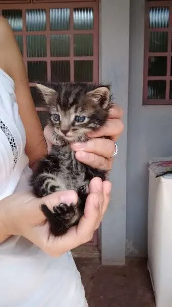 Gato raça vira- lata idade Abaixo de 2 meses nome Ferrugem