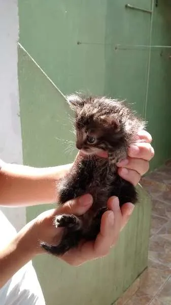 Gato raça vira- lata idade Abaixo de 2 meses nome Ferrugem