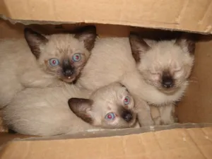 Gato raça Siamês idade 2 a 6 meses nome Gatinhas