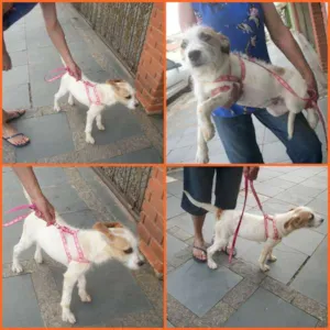 Cachorro raça SRD idade 7 a 11 meses nome GIGI