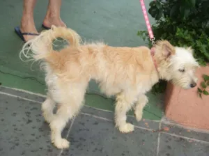Cachorro raça SRD idade 1 ano nome VIOLETA
