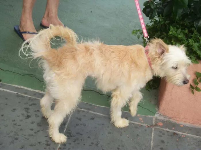 Cachorro ra a SRD idade 1 ano nome VIOLETA