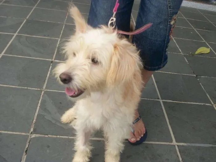 Cachorro ra a SRD idade 1 ano nome VIOLETA