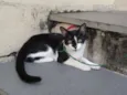 Preta