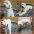 JULLY