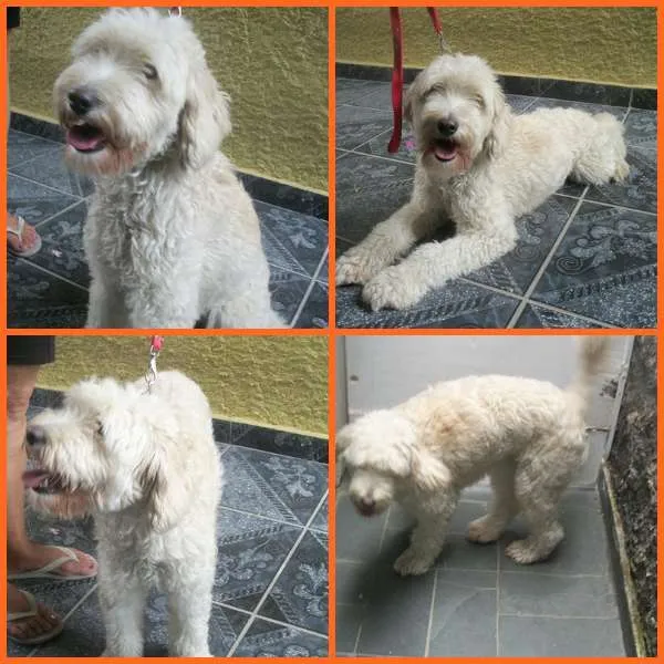 Cachorro ra a SRD idade 1 ano nome JULLY