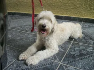 Cachorro raça SRD idade 1 ano nome JULLY