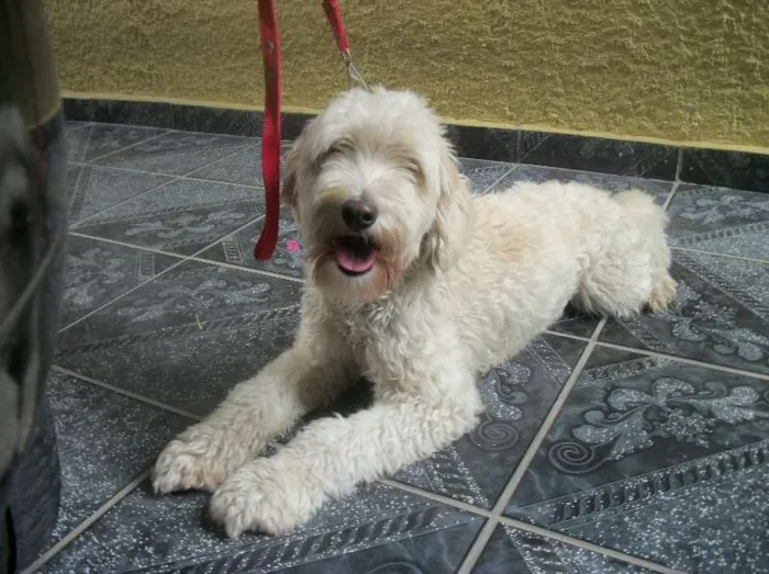 Cachorro ra a SRD idade 1 ano nome JULLY