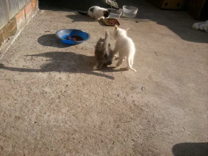Gato ra a  idade 2 a 6 meses nome vários