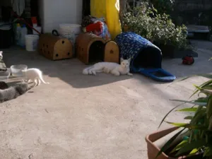 Gato raça  idade 2 a 6 meses nome vários
