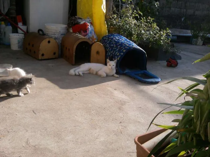Gato ra a  idade 2 a 6 meses nome vários