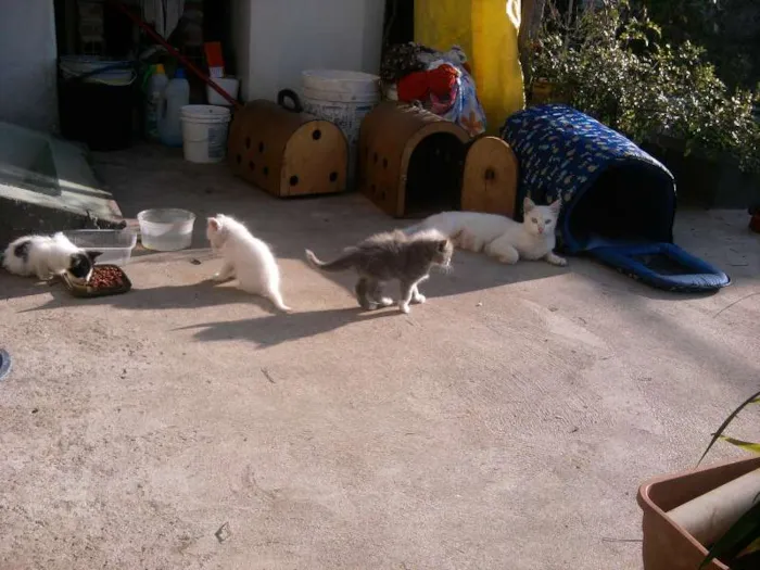 Gato ra a  idade 2 a 6 meses nome vários
