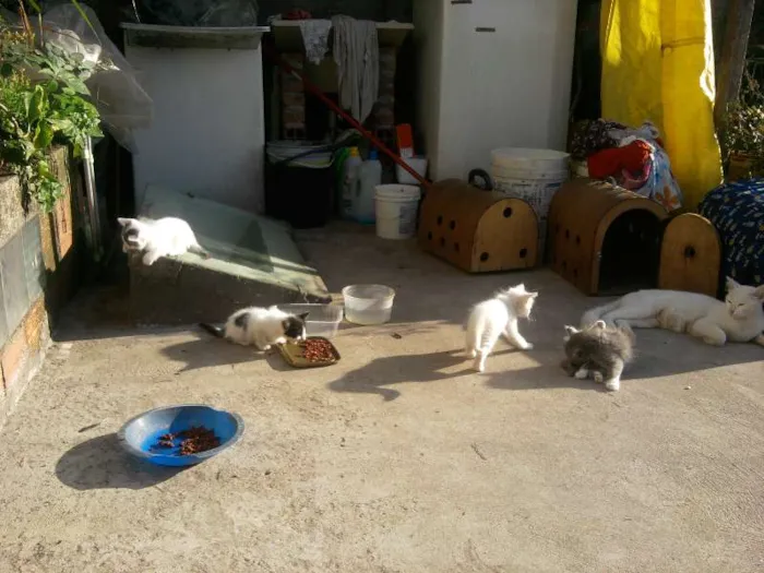 Gato ra a  idade 2 a 6 meses nome vários