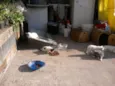 vários