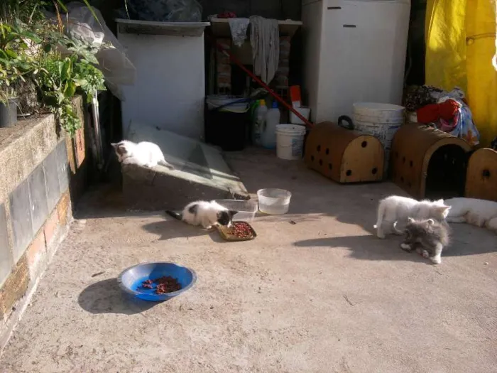 Gato ra a  idade 2 a 6 meses nome vários