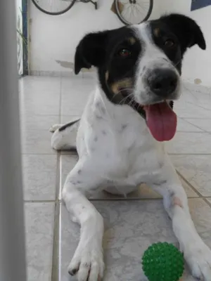Cachorro raça SRD idade 4 anos nome Sony