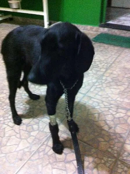 Cachorro ra a SRD idade 5 anos nome A sua escolha