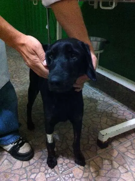 Cachorro ra a SRD idade 5 anos nome A sua escolha