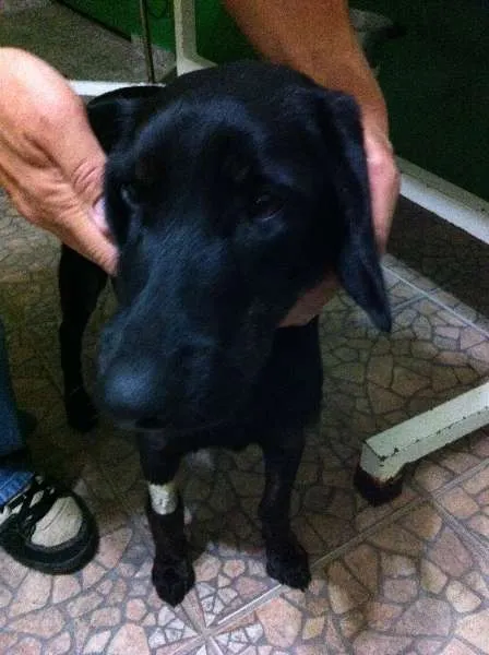Cachorro ra a SRD idade 5 anos nome A sua escolha