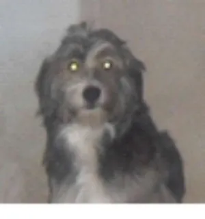 Cachorro raça mestiço idade 2 anos nome Thor