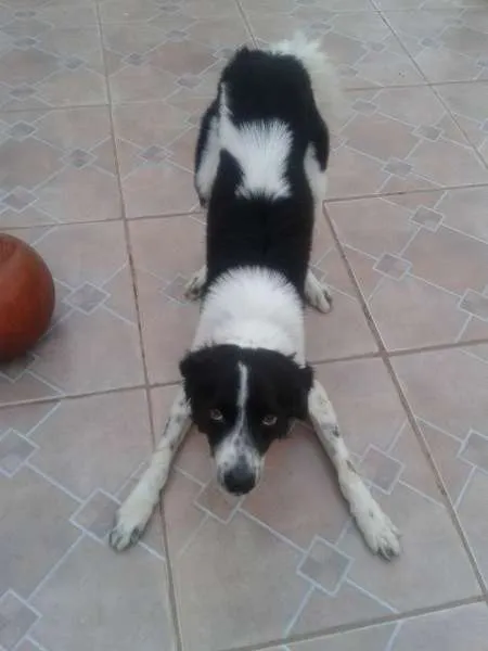 Cachorro ra a sem raça definida idade 1 ano nome Bill