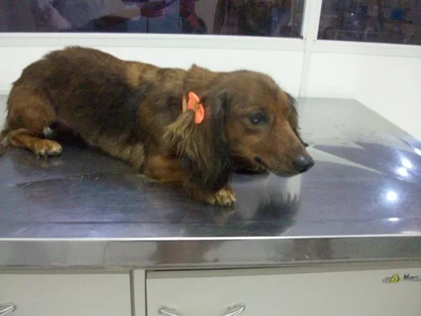 Cachorro ra a teckel idade 4 anos nome Lola