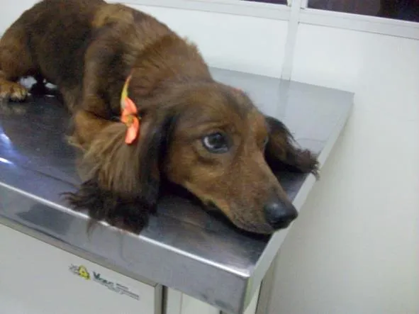 Cachorro ra a teckel idade 4 anos nome Lola