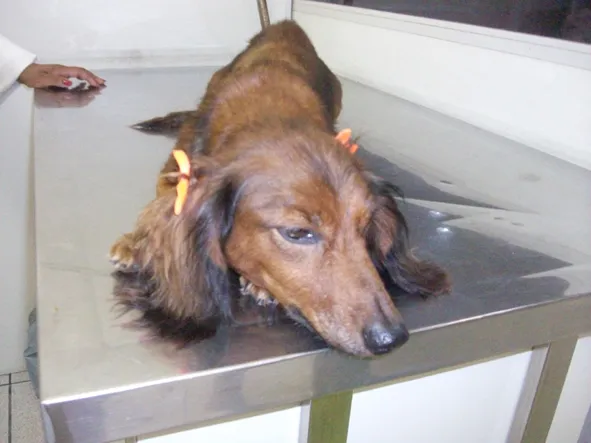 Cachorro ra a teckel idade 4 anos nome Lola