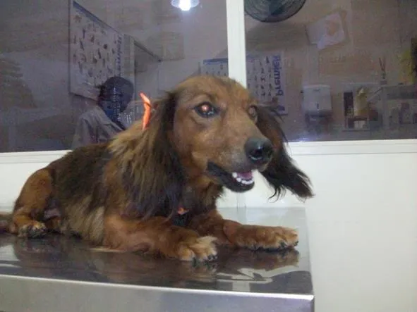 Cachorro ra a teckel idade 4 anos nome Lola