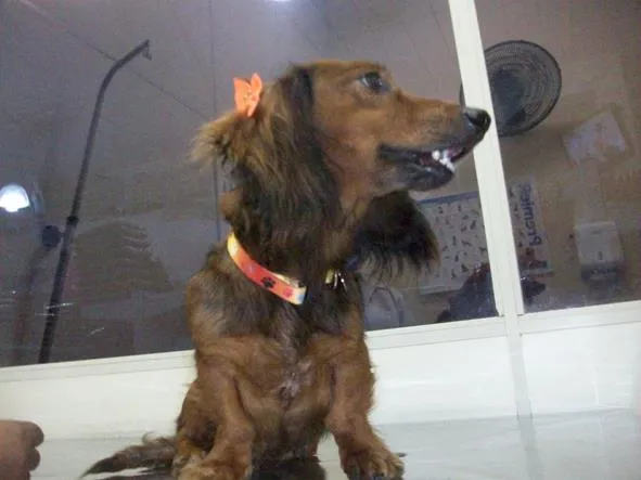 Cachorro ra a teckel idade 4 anos nome Lola
