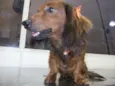 Lola