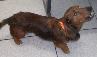 Cachorro ra a teckel idade 4 anos nome Lola